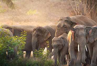 You are currently viewing Raise Fund  for Save Elephant