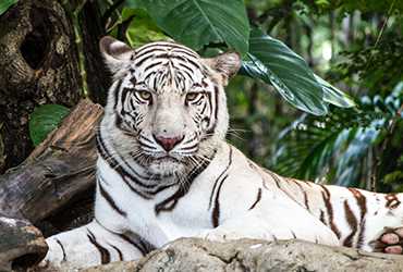 You are currently viewing Safe Zone for  Royal Bengal Tiger