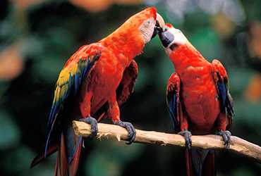 You are currently viewing Promoting  The Rights of Birds